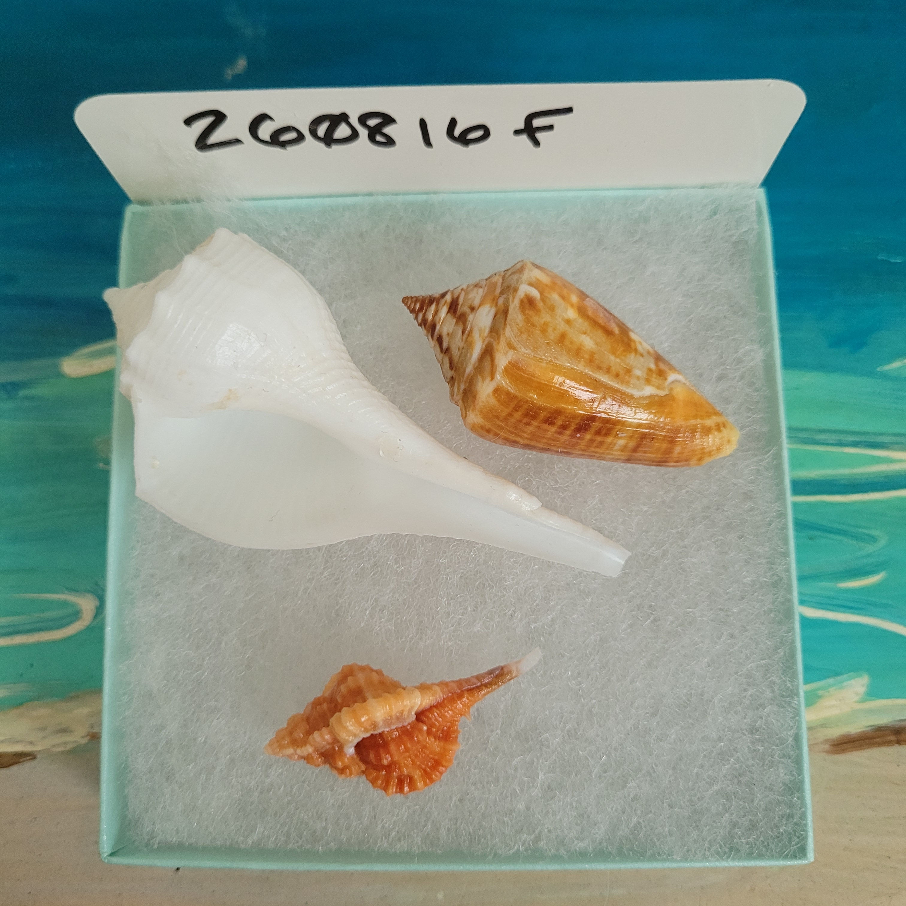 Collectible SWFL Sea Shell Package - Rose Murex
