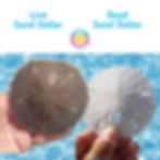 Now You Know: Alive vs Dead Sand Dollar