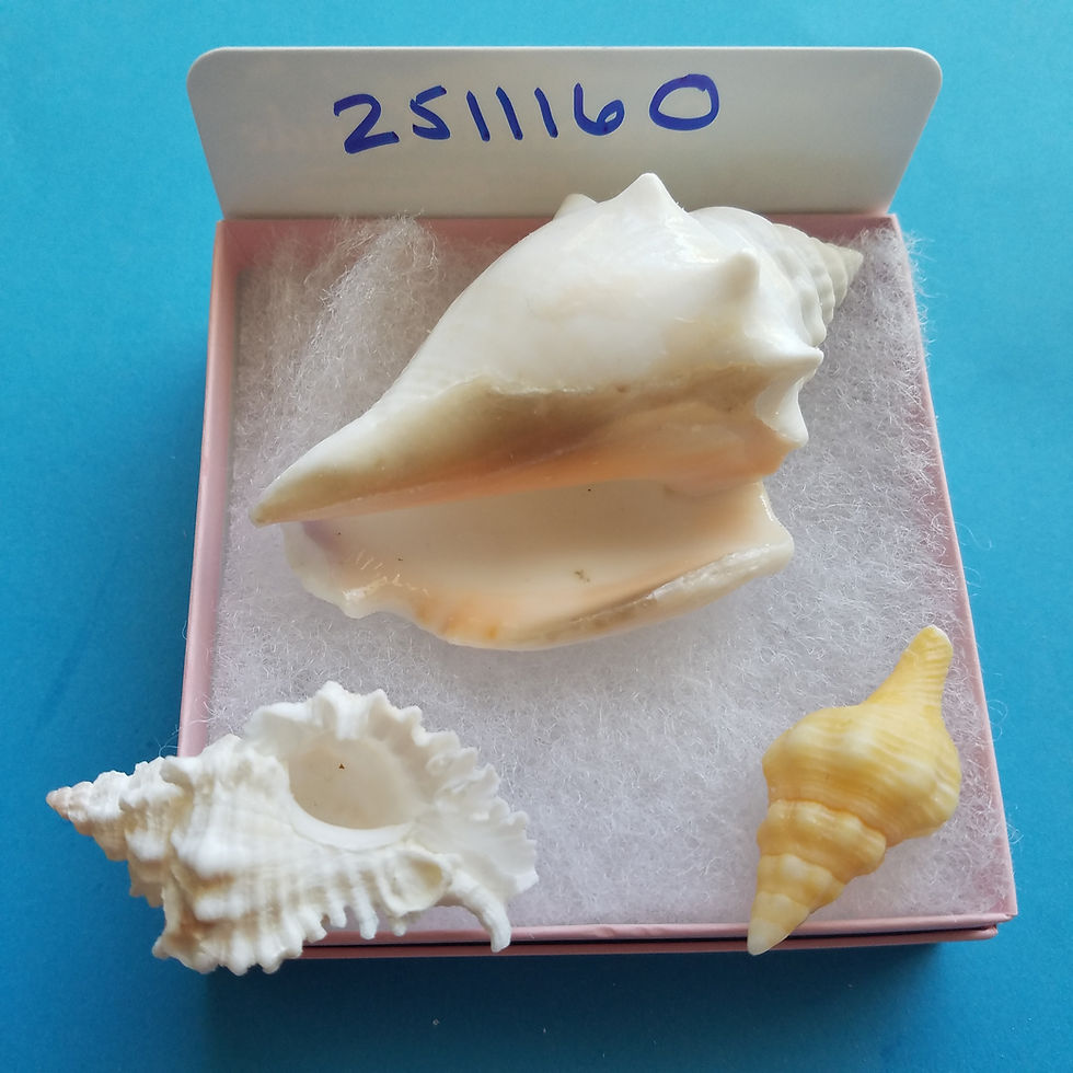 Thumbnail: Collectible SWFL Sea Shell Package - Peachy Albino FFC