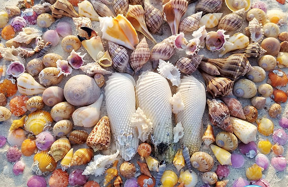 Seashells found in 10k Islands