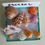 Thumbnail: Collectible SWFL Sea Shell Package - Cones