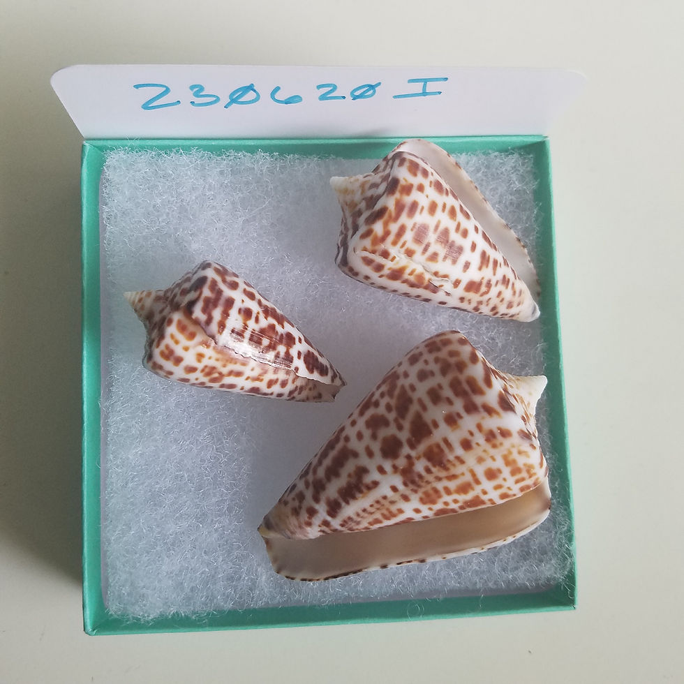 Collectible SWFL Sea Shell Package - Chocolate Alphabet Cones!