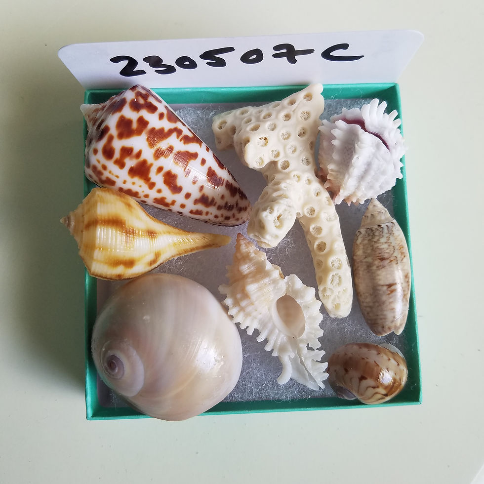Thumbnail: Collectible SWFL Sea Shell Package - Starter Kit