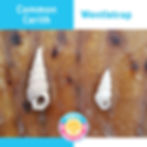 Shell Lookalikes: Cerith vs Wentletrap