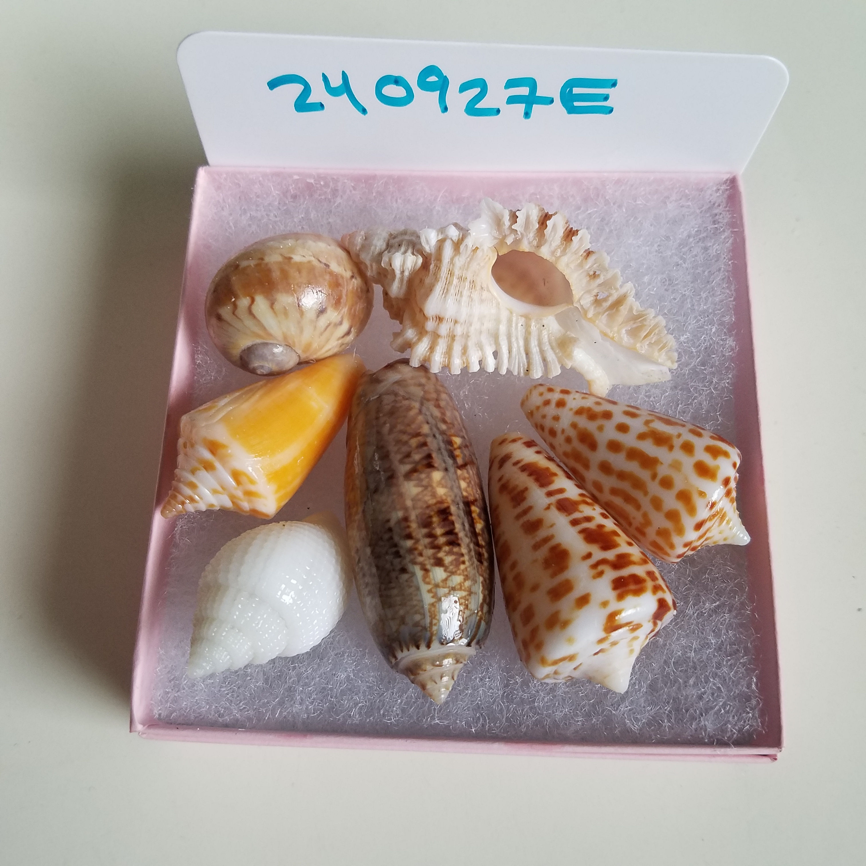 Collectible SWFL Sea Shell Package - Albino Nutmeg