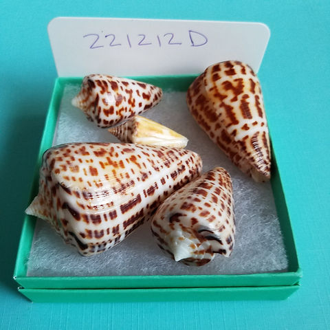 seachel⭐︎ Amazon.com: Giant Natural Conch Shell, Striped Fox Conch