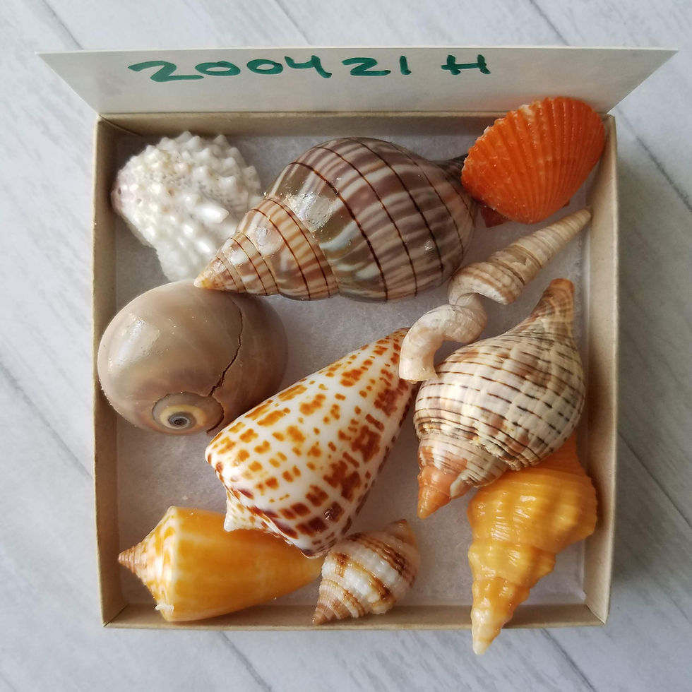 Thumbnail: Collectible SWFL Sea Shell Package - Chocolate Alphabet Cone