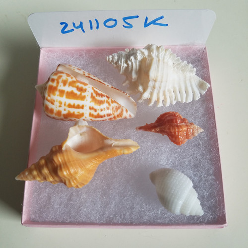 貝殻！ Rare Collectible SWFL Sea Shell Package - Albino Nutmeg