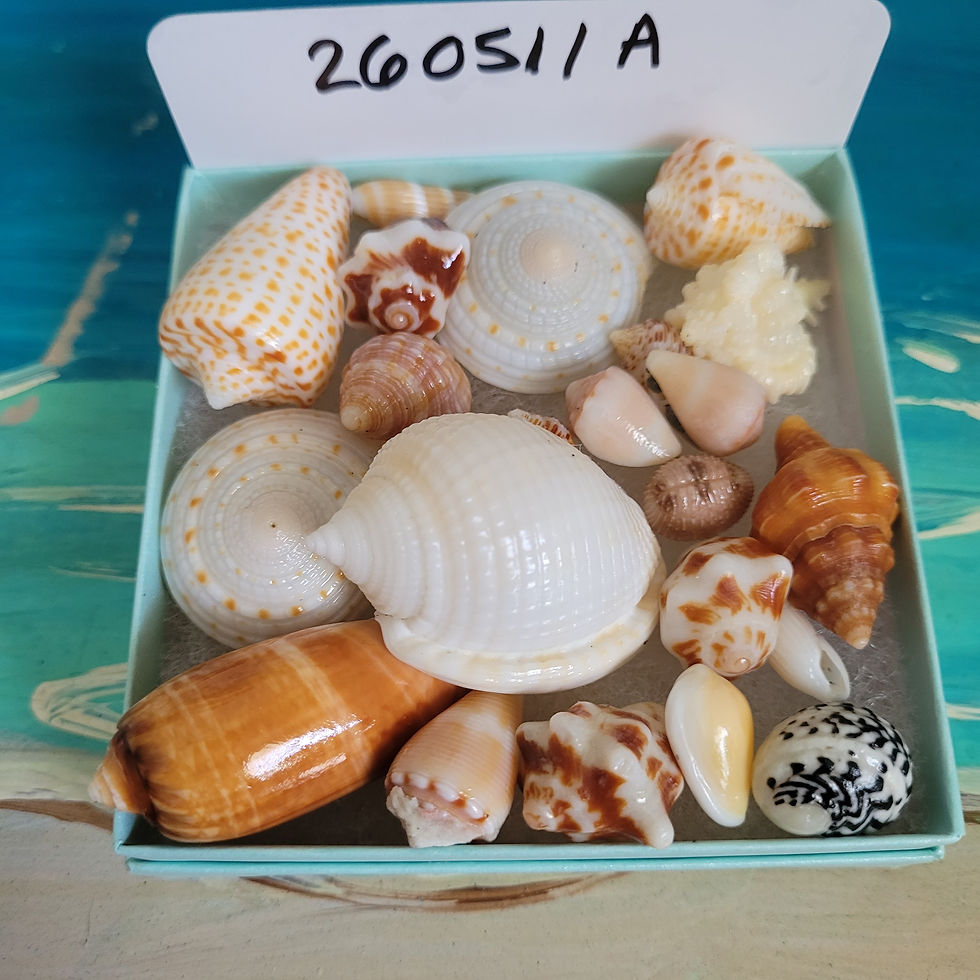 Thumbnail: Collectible East Coast Sea Shell Package