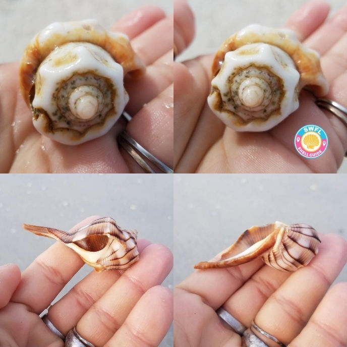 Close up pics of uniquely formed freak shells from southwest Florida