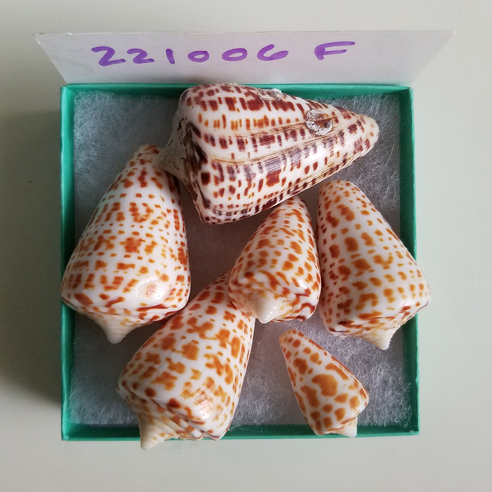 Thumbnail: Collectible SWFL Sea Shell Package - Alphabet Cones!