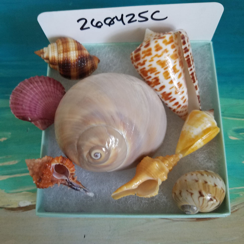 Thumbnail: Collectible SWFL Sea Shell Package - Rose Murex