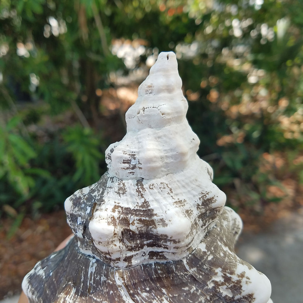 Thumbnail: Large Shell - Horse Conch - 10.5"