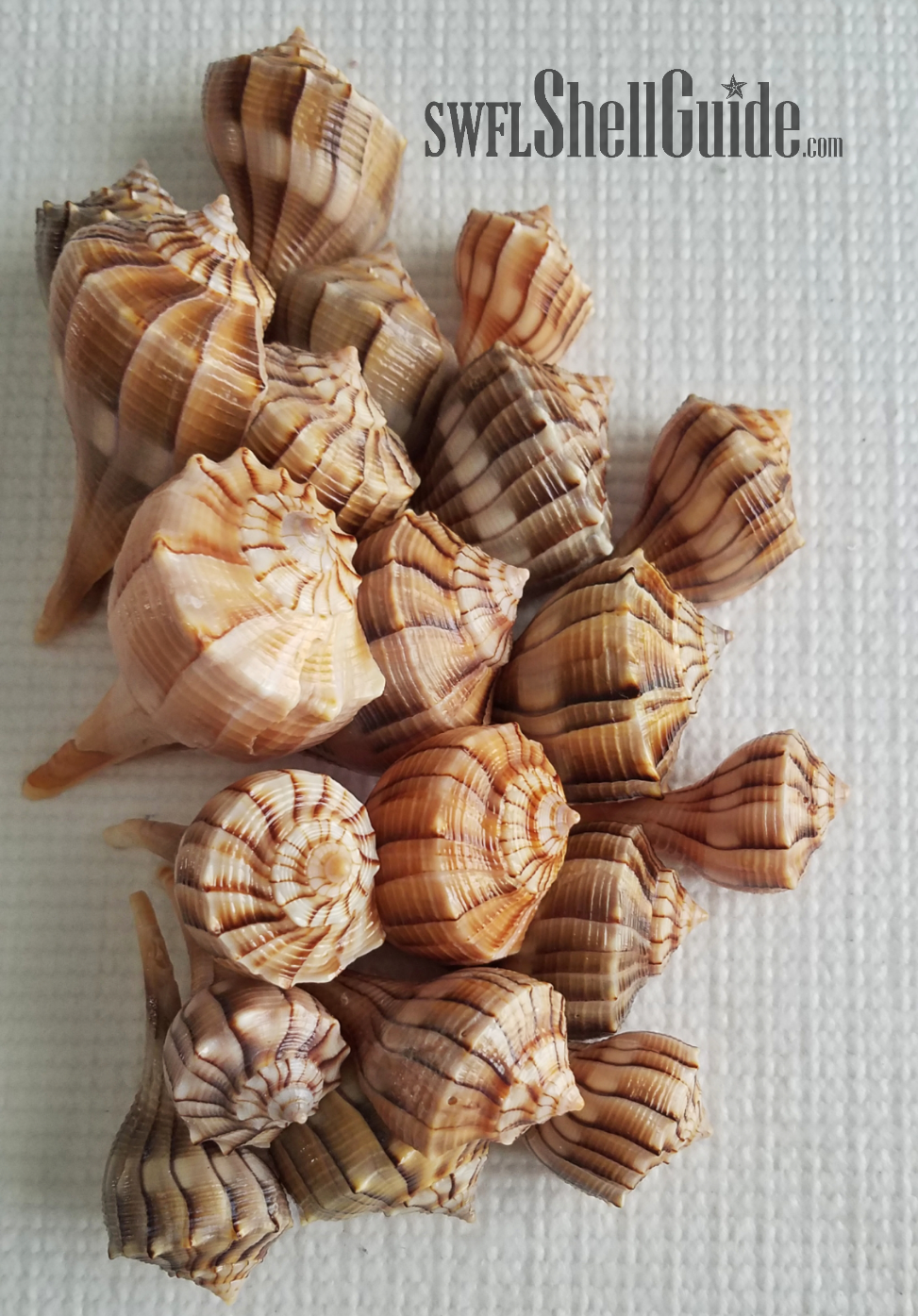 Thumbnail: BULK SHELLS! Lightning Whelks (20)
