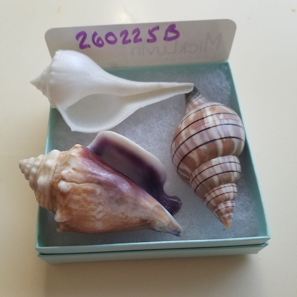 Thumbnail: Collectible SWFL Sea Shell Package - Albino Lightning Whelk