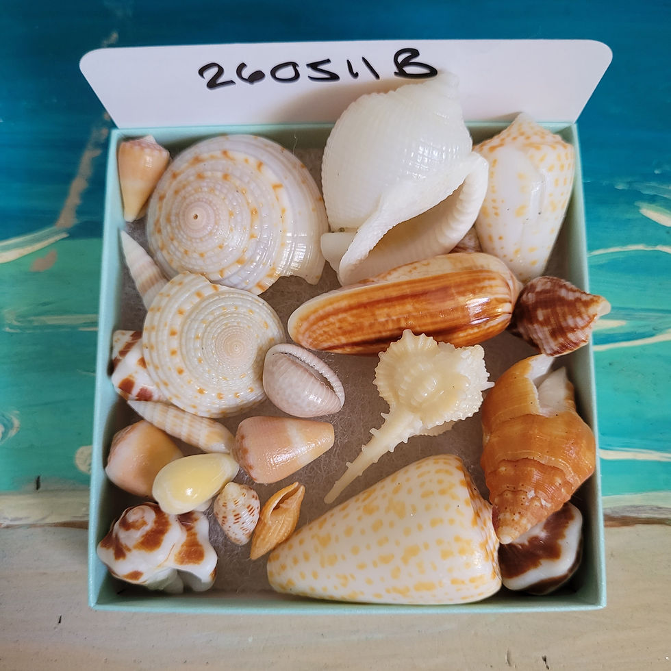 Thumbnail: Collectible East Coast Sea Shell Package
