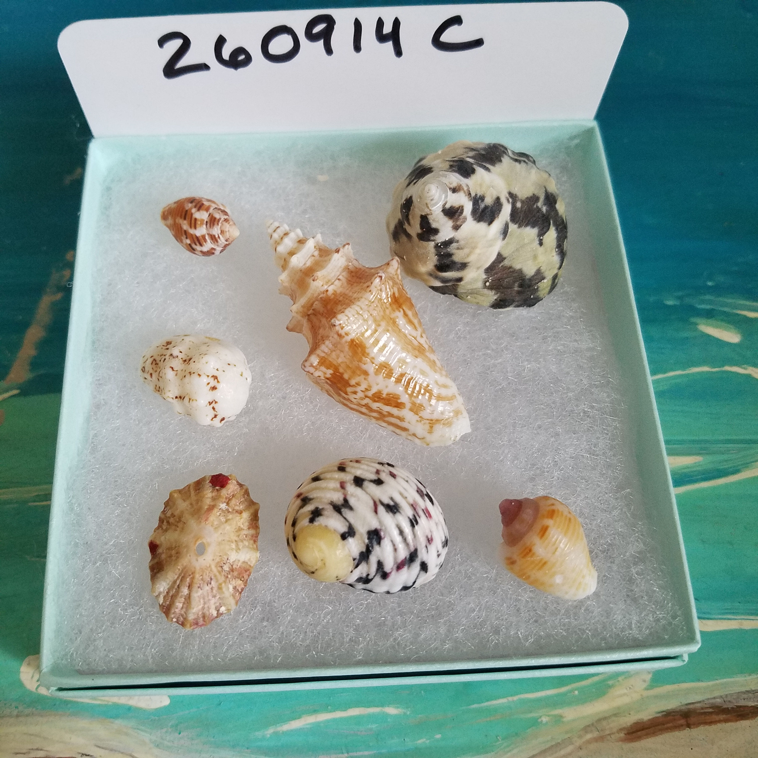 Collectible Bahamas Mini Sea Shell Package