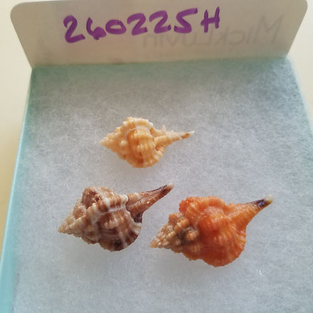 Collectible SWFL Sea Shell Package - Rose Murex Set | swflshellguide