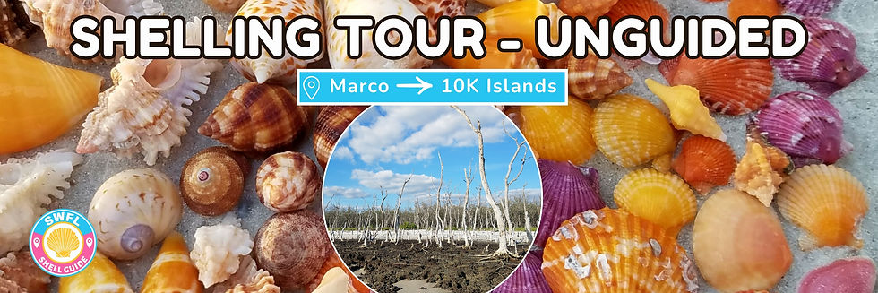 SHELLING TOUR - Unguided - 10k Islands.jpg