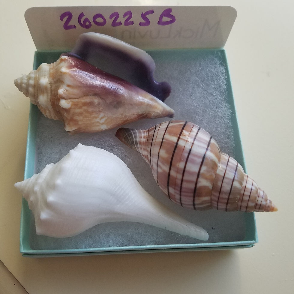 Thumbnail: Collectible SWFL Sea Shell Package - Albino Lightning Whelk