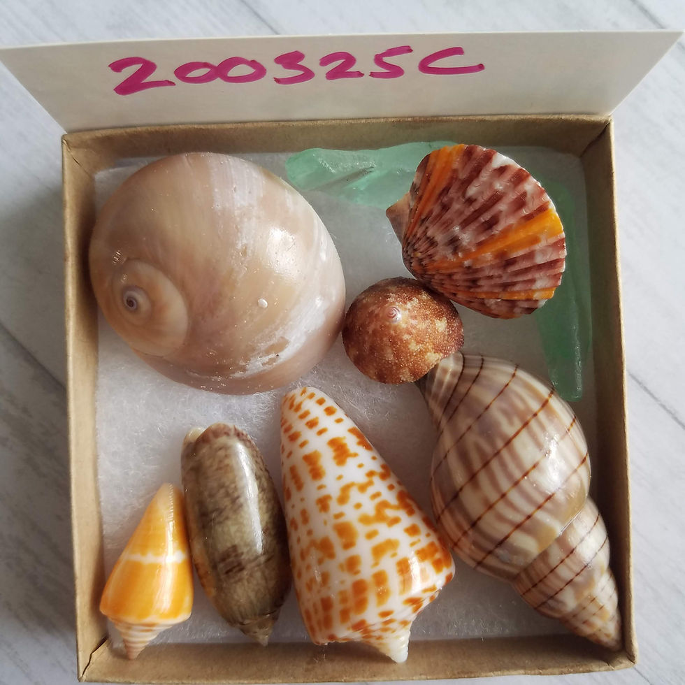 Thumbnail: Collectible SWFL Sea Shell Package - Sea Glass Shark Eye Cones