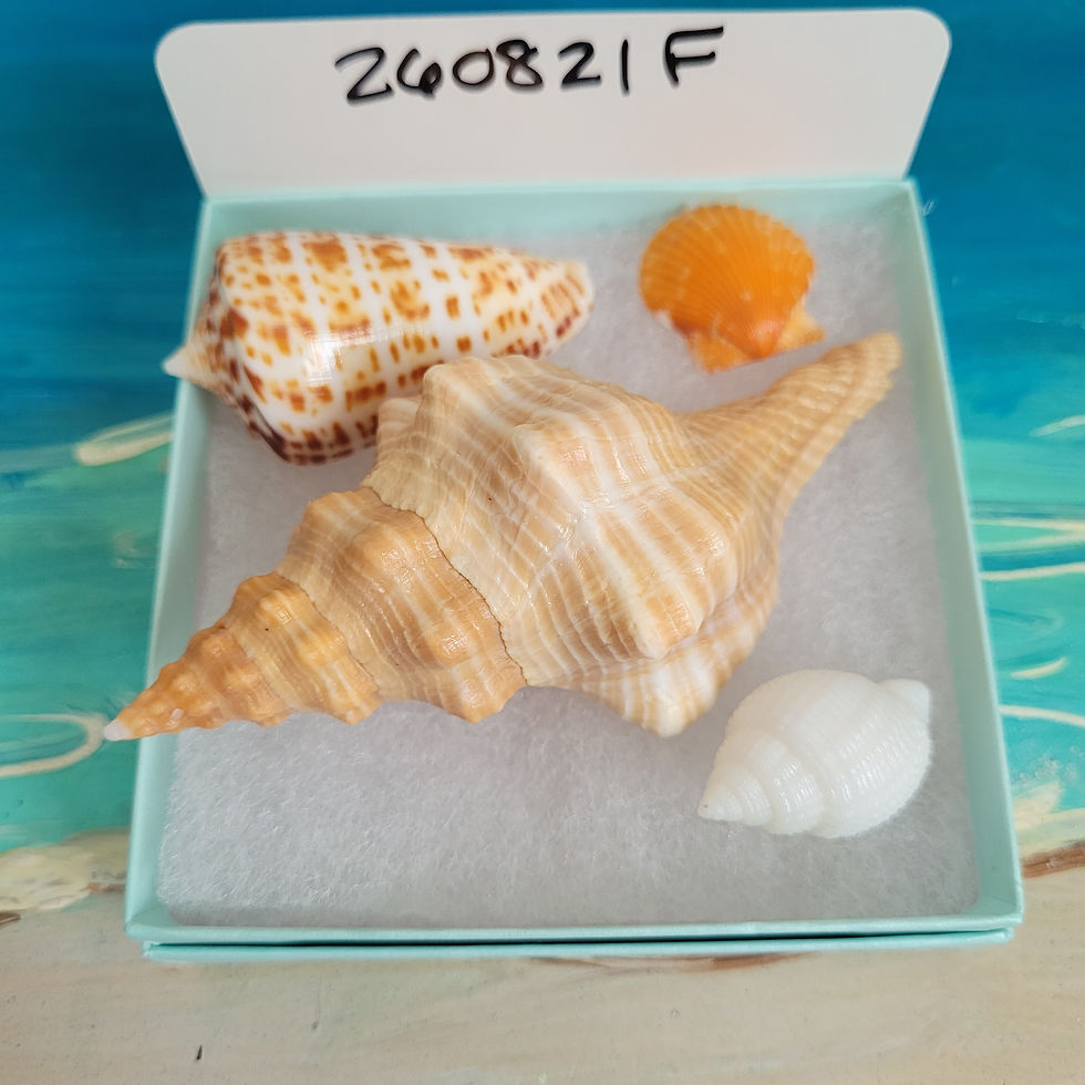 Thumbnail: Collectible SWFL Sea Shell Package - Albino Nutmeg
