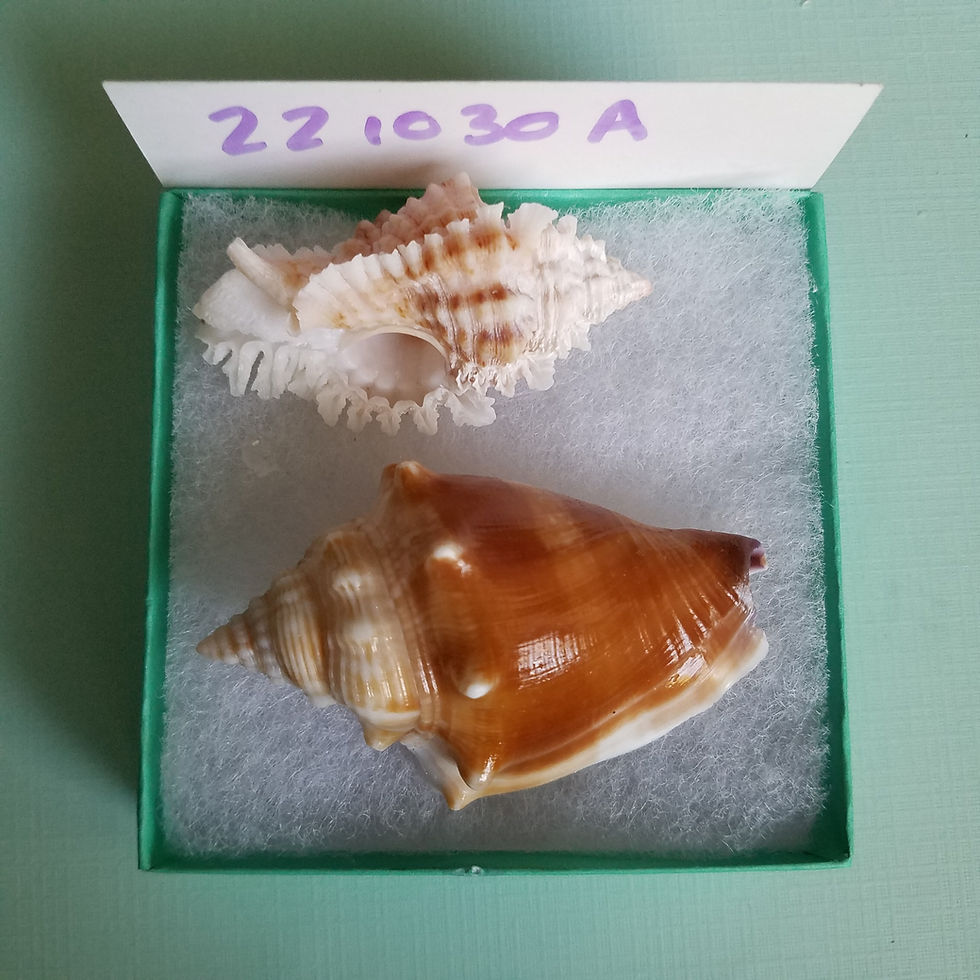 Thumbnail: Collectible SWFL Sea Shell Package - Purple Lip Fighting Conch