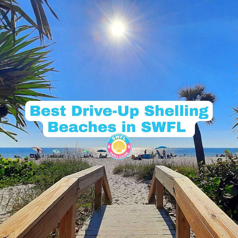 Explore the top shelling beaches in Naples, Marco Island, Sanibel, Bonita Springs, and Fort Myers with local expert tips.