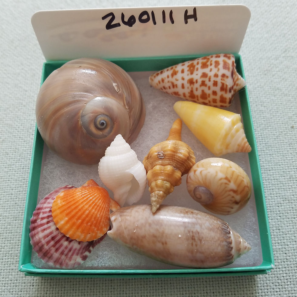 Thumbnail: Collectible SWFL Sea Shell Package - Albino Nutmeg