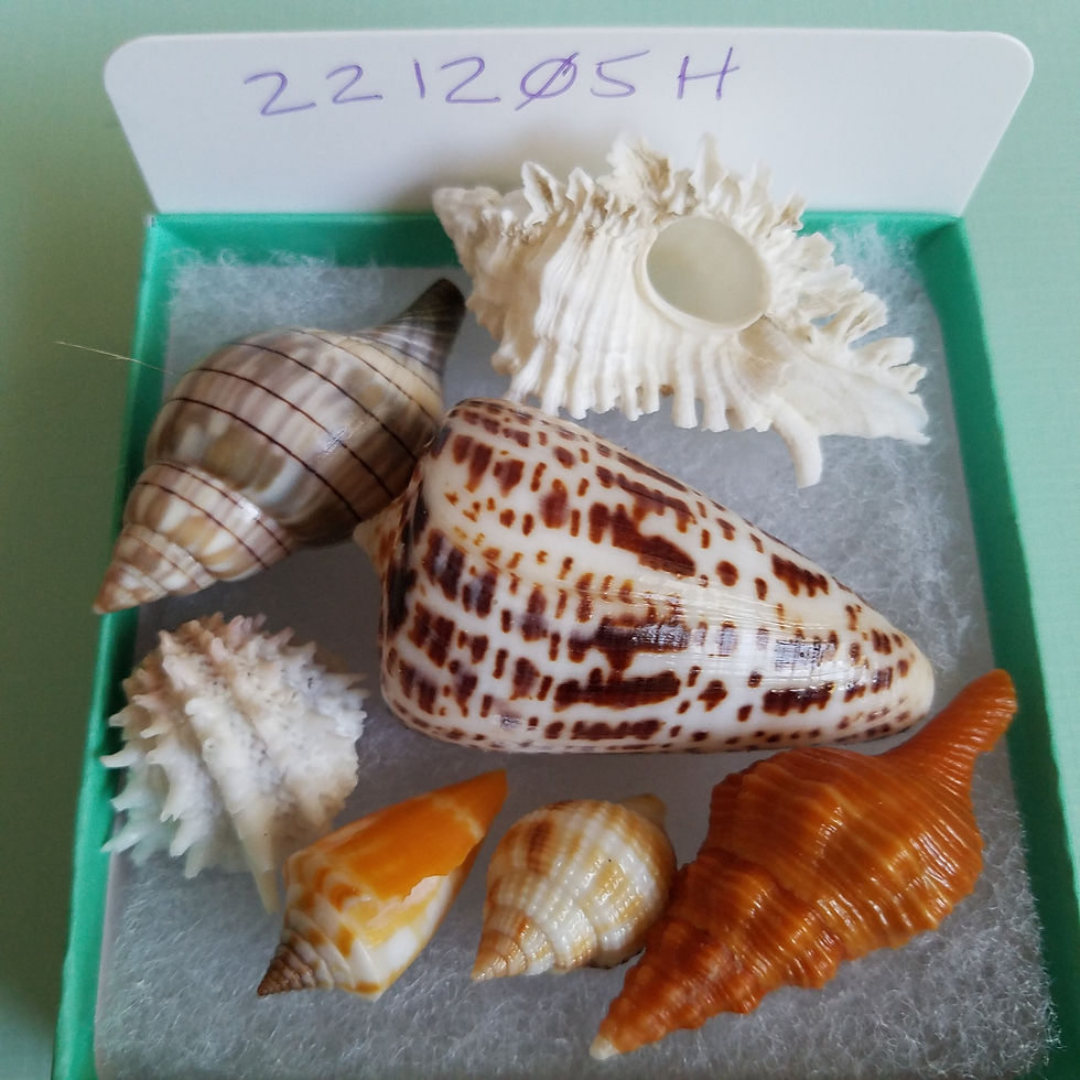 Thumbnail: Collectible SWFL Sea Shell Package - Alphabet Cone
