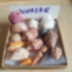 Thumbnail: Collectible SWFL Sea Shell Package - Chocolate Cones & Sea Bean