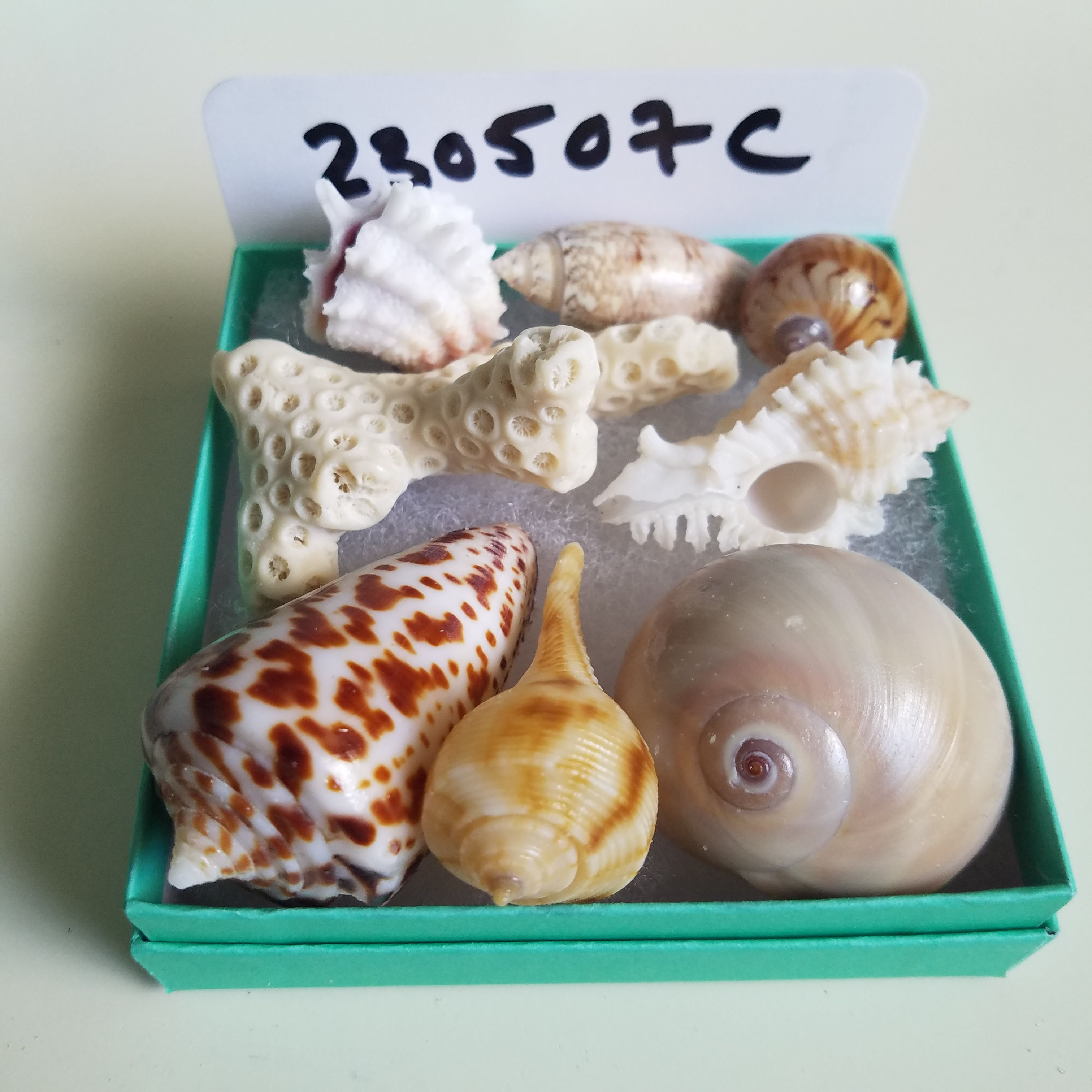 Collectible SWFL Sea Shell Package - Starter Kit