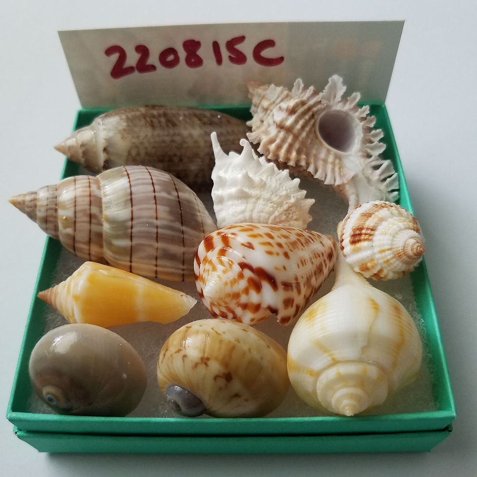 Thumbnail: Collectible SWFL Sea Shell Package - Alphabet Cone