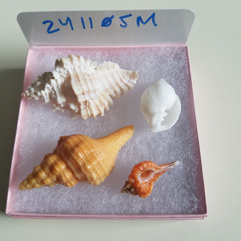 Thumbnail: Rare Collectible SWFL Sea Shell Package - Albino Nutmeg