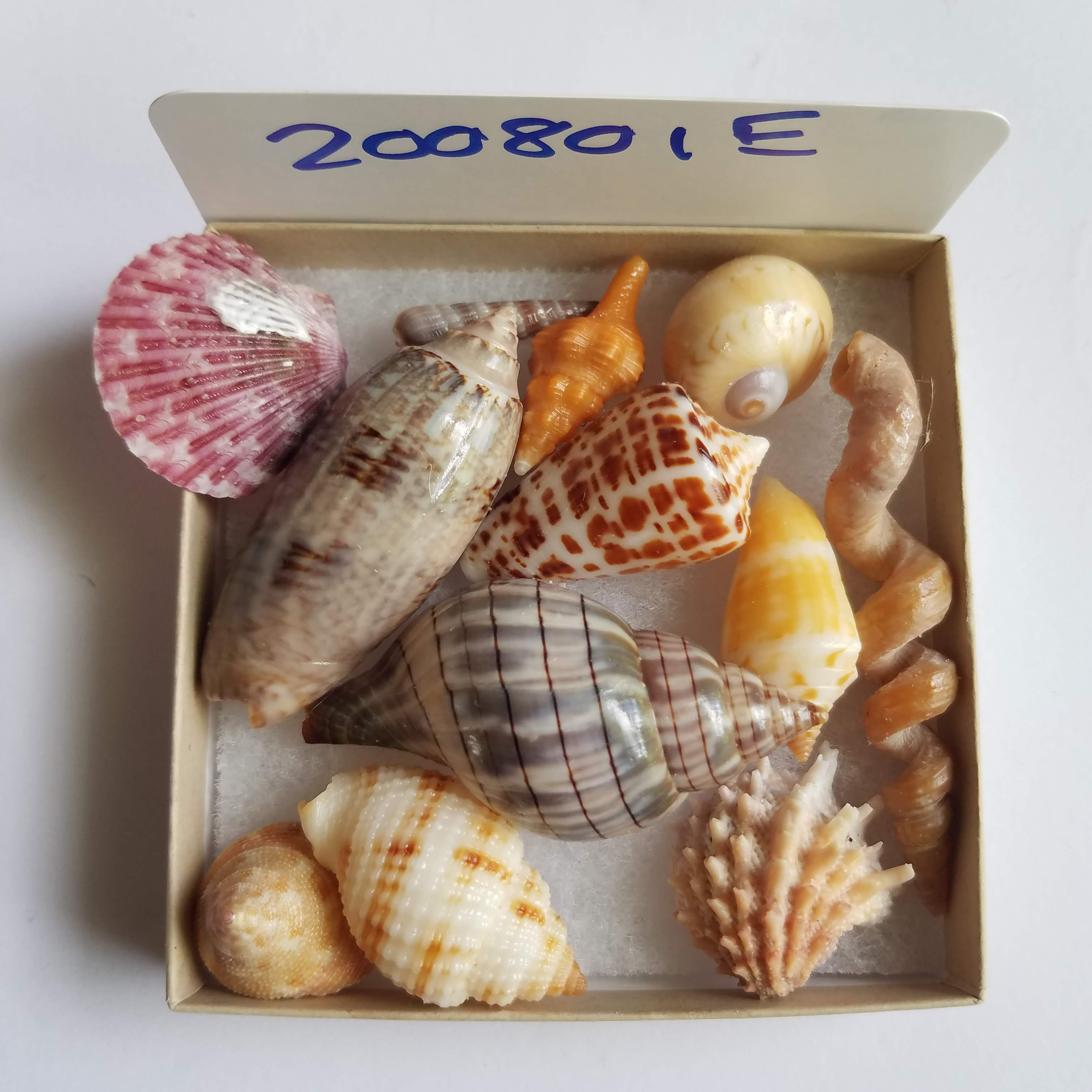 SWFL Shell Collection Starter Kit