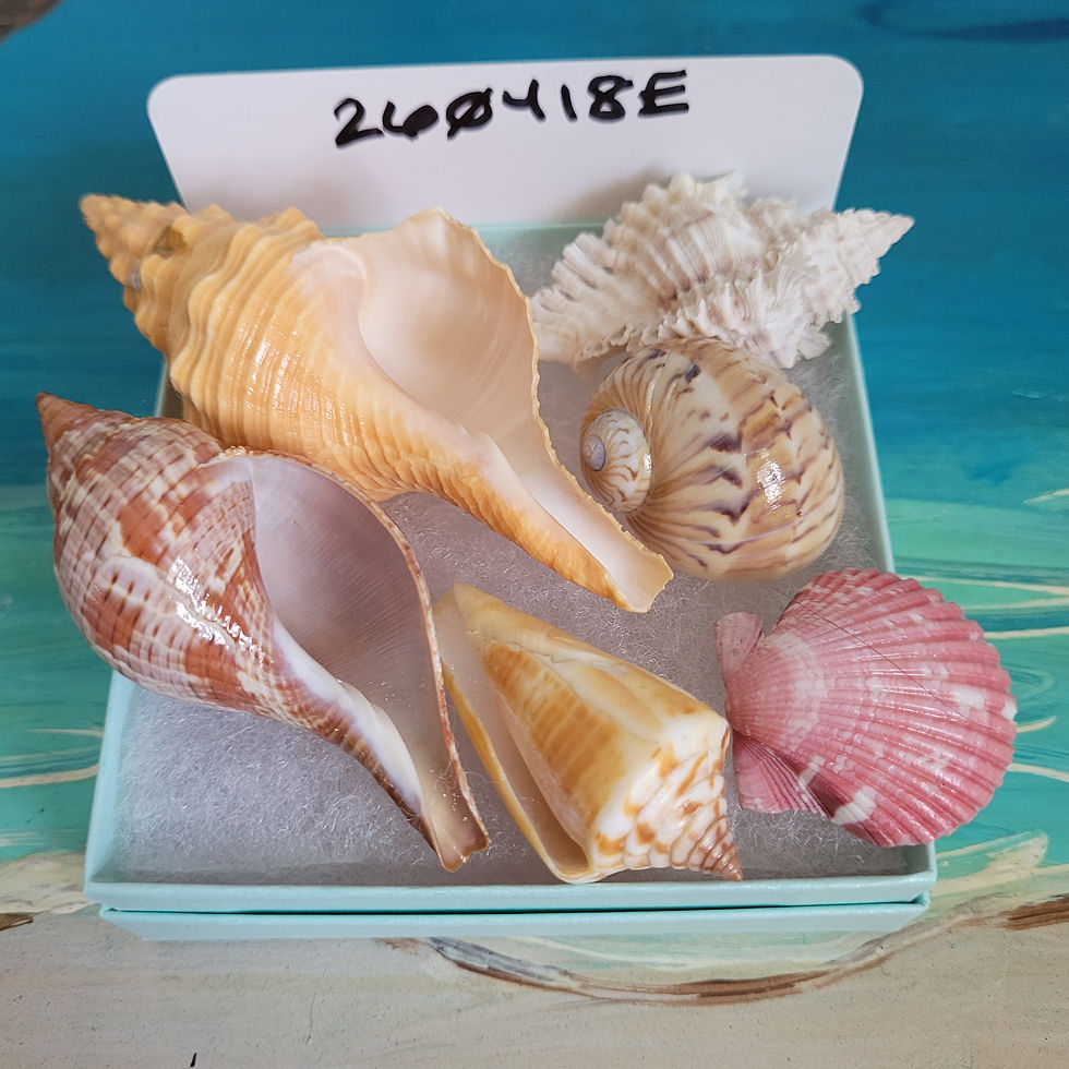 Thumbnail: Collectible SWFL Sea Shell Package - Horse Conch