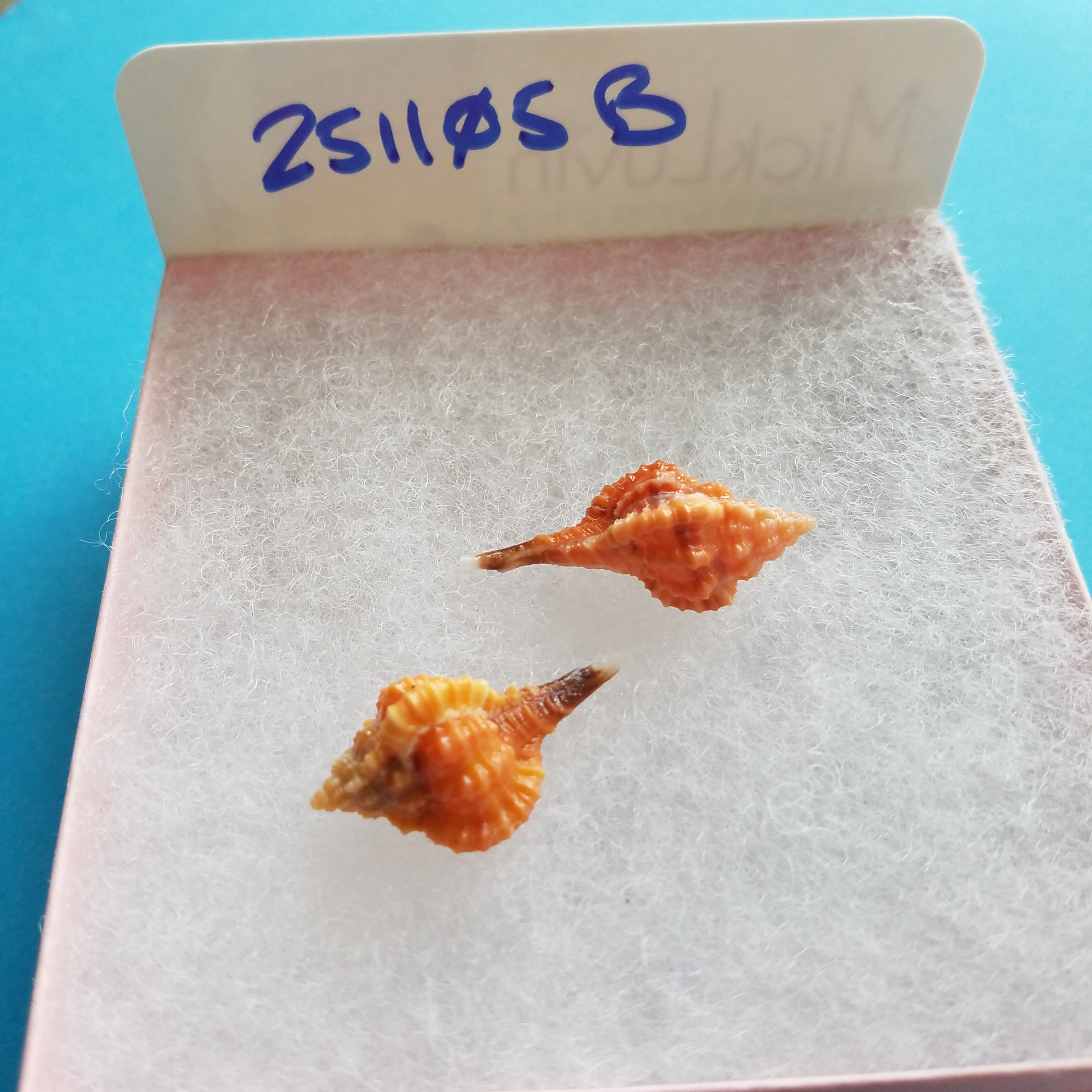 Collectible SWFL Sea Shell Package - Two Rose Murex