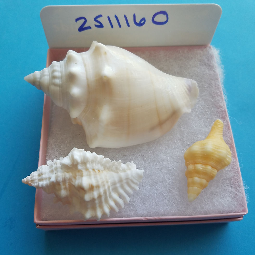 Thumbnail: Collectible SWFL Sea Shell Package - Peachy Albino FFC