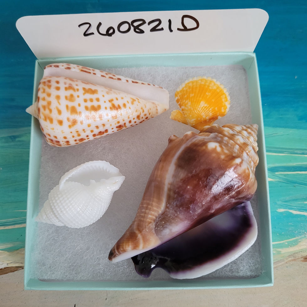 Thumbnail: Collectible SWFL Sea Shell Package - Albino Nutmeg