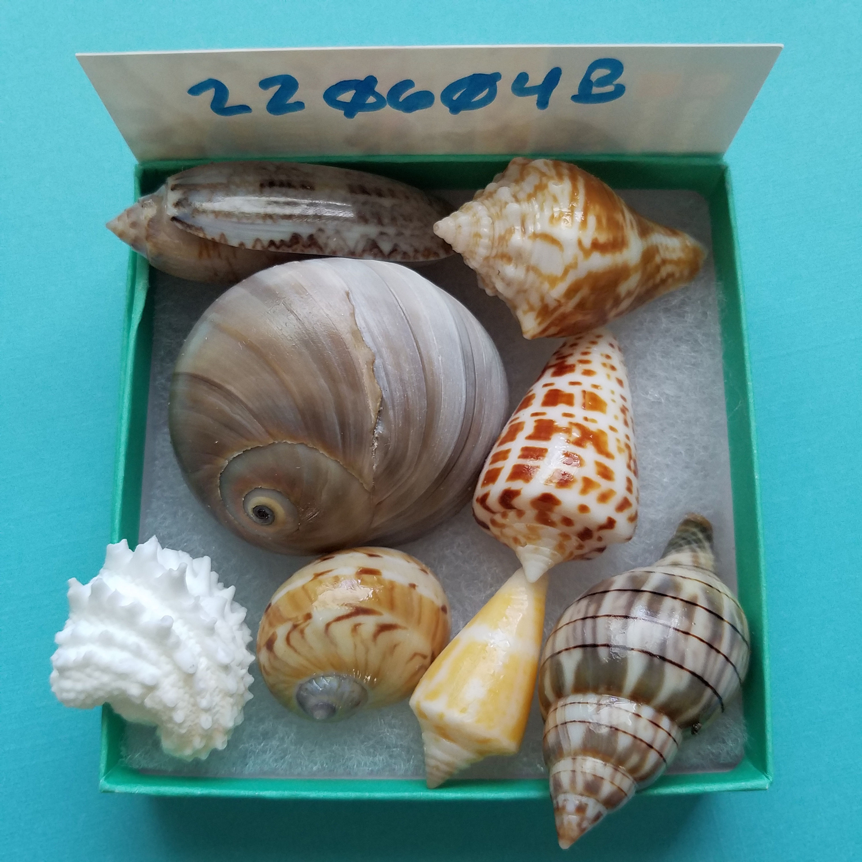 Collectible SWFL Sea Shell Package - Shark Eye