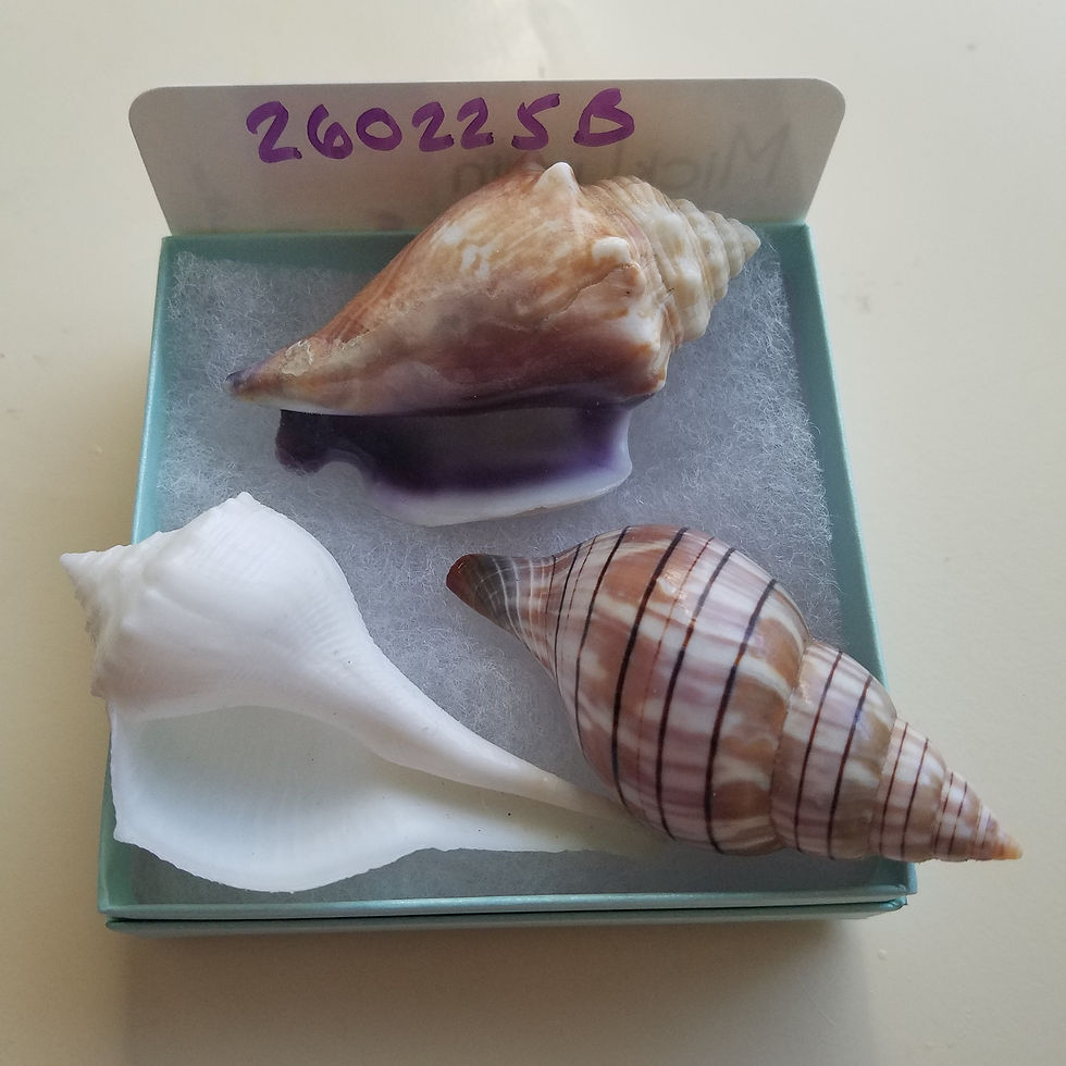 Thumbnail: Collectible SWFL Sea Shell Package - Albino Lightning Whelk