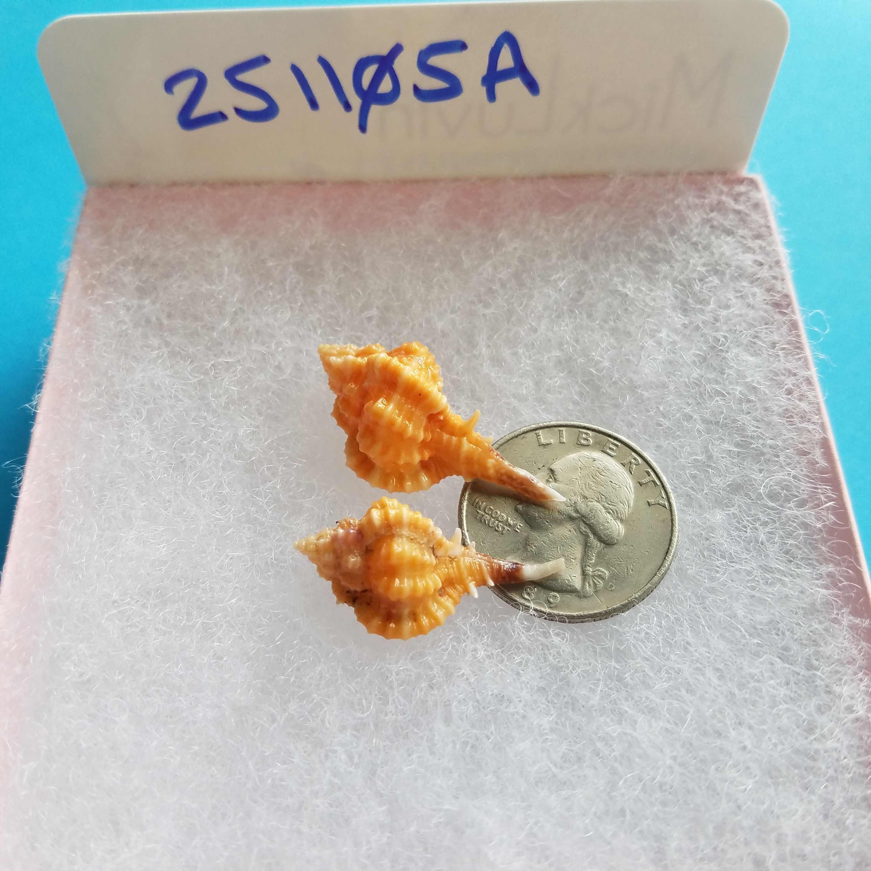 Collectible SWFL Sea Shell Package -  Two Rose Murex