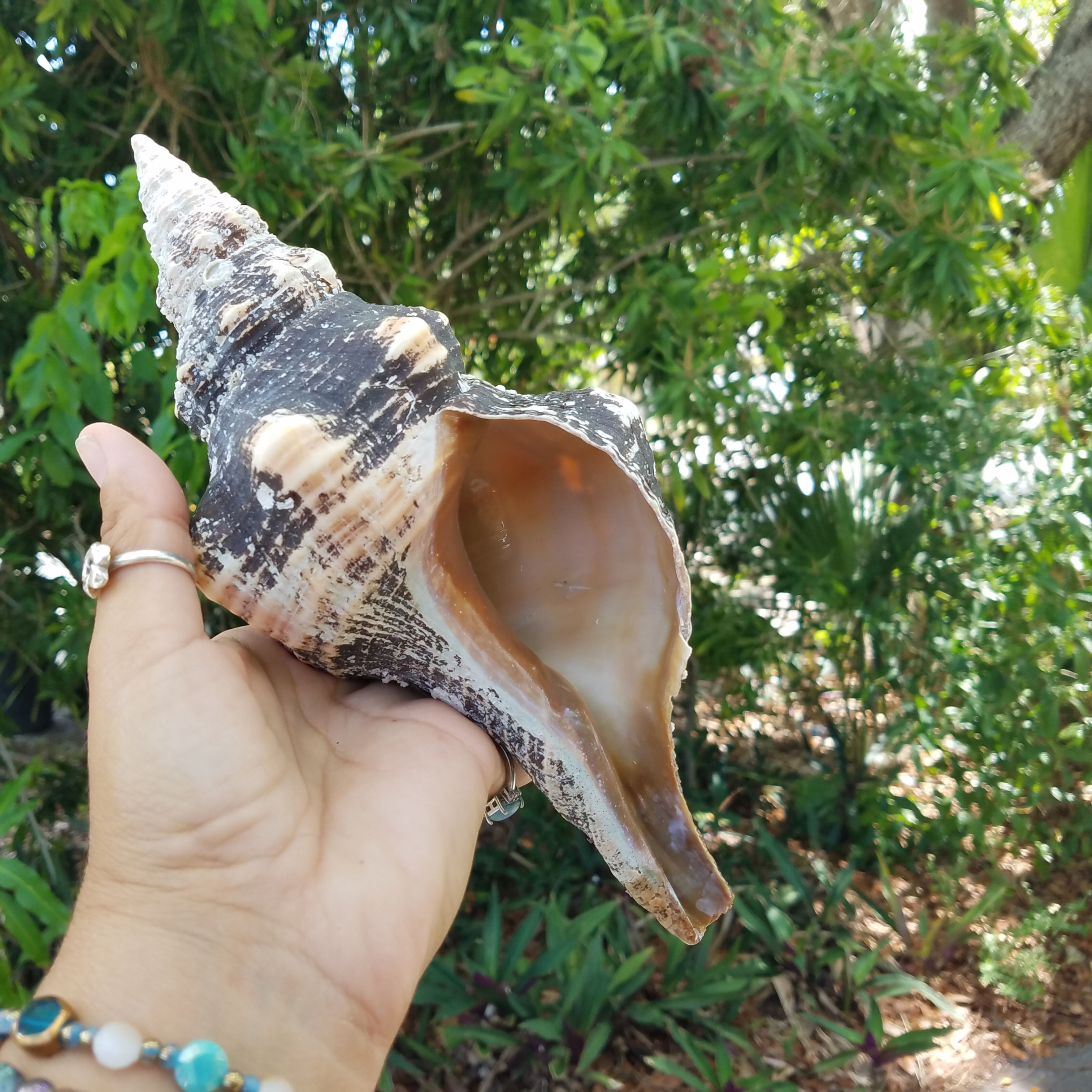 Large Shell - Horse Conch - 8.9"