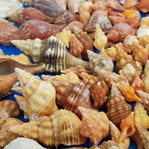 Naples & Marco Island Shelling & Eco Tours | United States | SWFL Shell ...