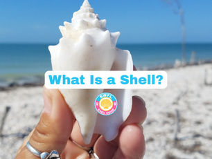 SWFL Shell Guide What is a Seashell