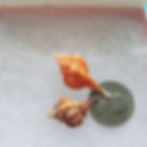 Thumbnail: Collectible SWFL Sea Shell Package -  Two Rose Murex