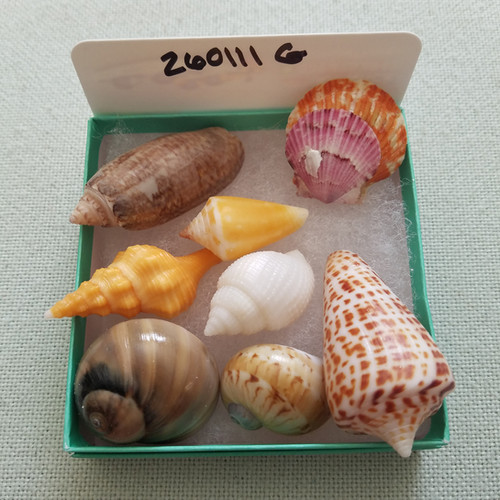Bryson Shell Package Collectible SWFL Sea Shell Package - Albino Nutmeg | swflshellguide