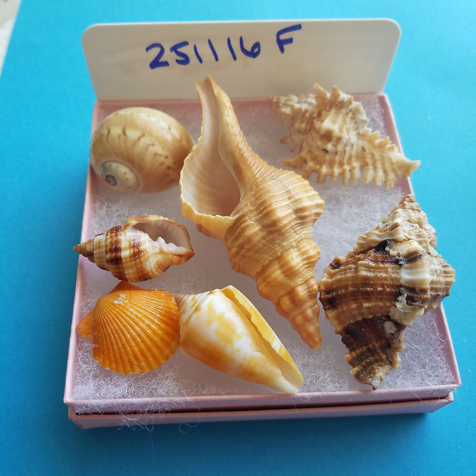 Thumbnail: Collectible SWFL Sea Shell Package - Dark Nutmeg & Horse Conch