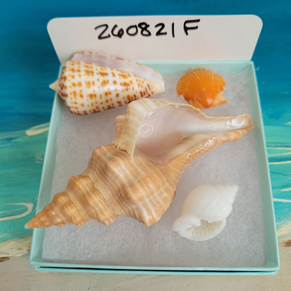 Thumbnail: Collectible SWFL Sea Shell Package - Albino Nutmeg