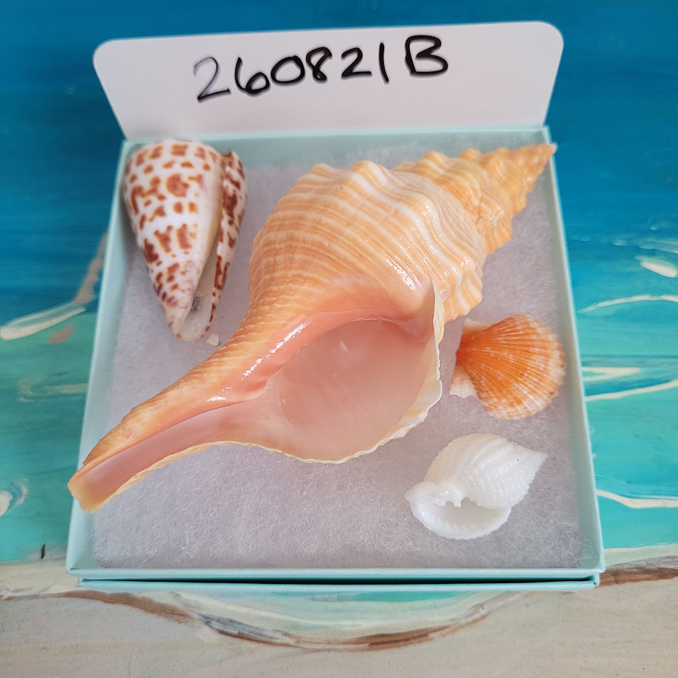 Thumbnail: Collectible SWFL Sea Shell Package - Albino Nutmeg
